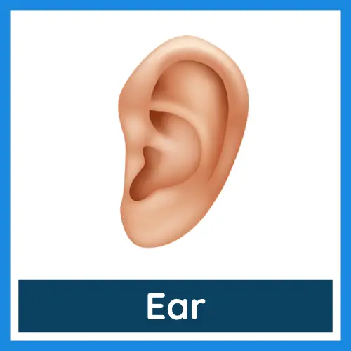 Body Parts - Ear