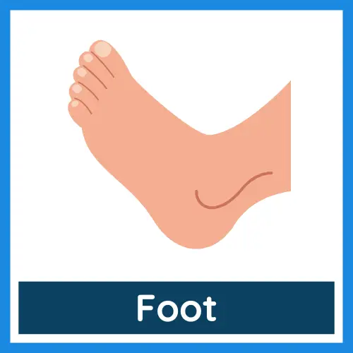 Body Parts - Foot