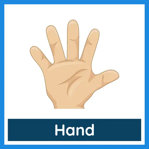 Body Parts - Hand