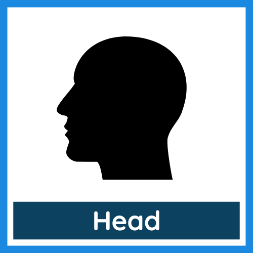 Body Parts - Head