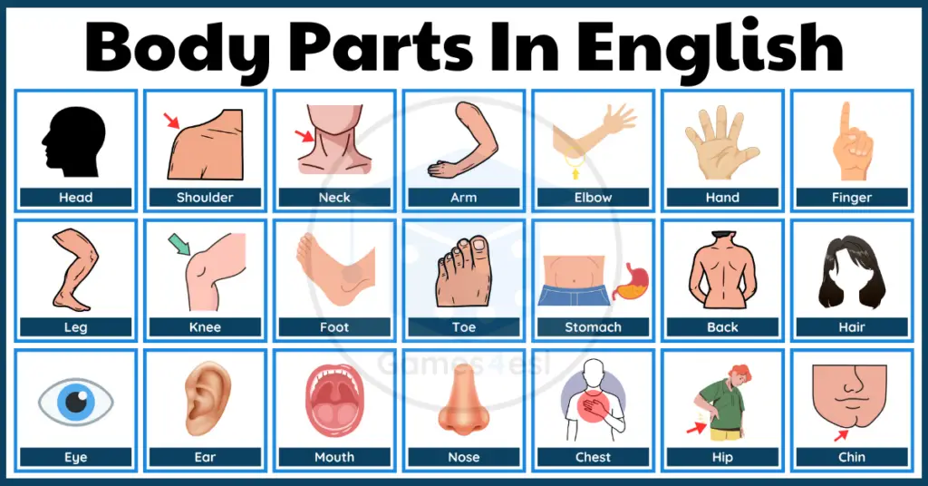 Body Parts In English | Vocabulary List With Pictures And Example Sentences