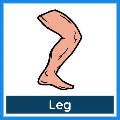 Body Parts - Leg