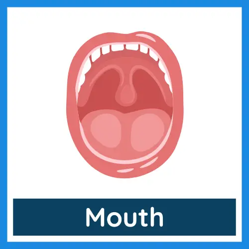 Body Parts - Mouth