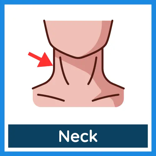 Body Parts - Neck