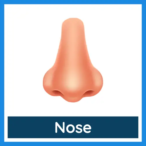 Body Parts - Nose