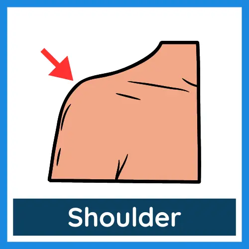 Body Parts - Shoulder