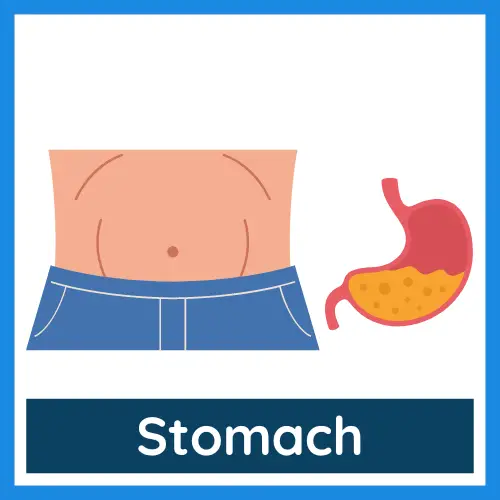 Body Parts - Stomach