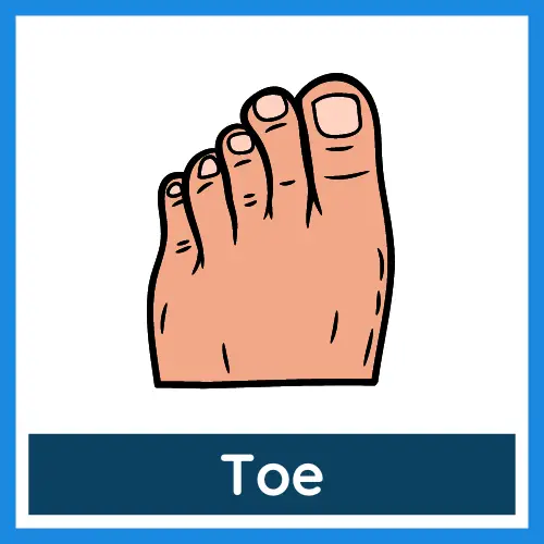 Body Parts - Toe