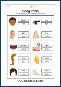 Body Parts Worksheets 