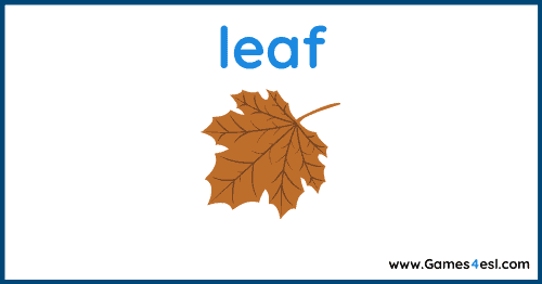 Fall Vocabulary - leaf