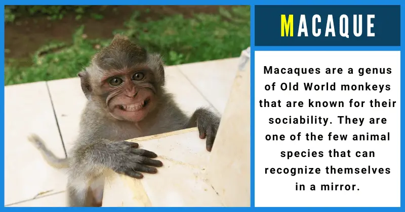 Macaque - Animals That Start With M