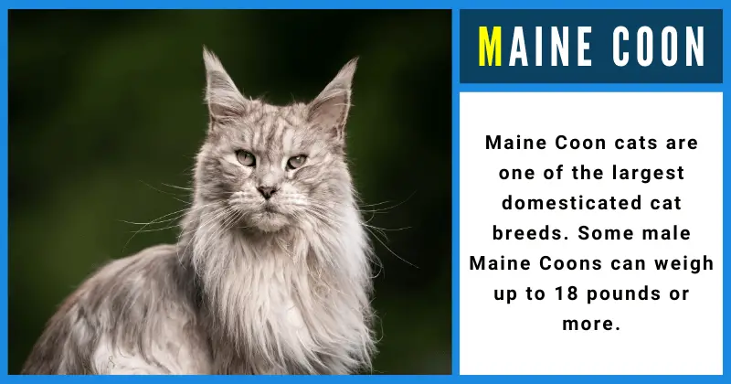 Maine Coon - Animals That Start With M