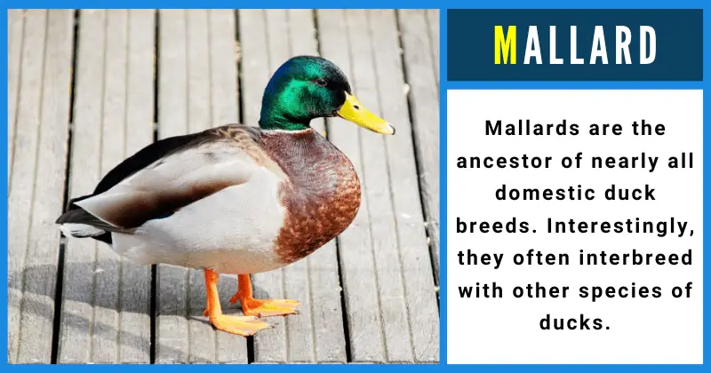 Mallard - Animals That Start With M