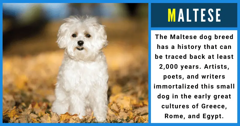 Maltese - Animals That Start With M