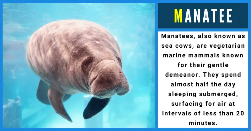 Manatee - Animals That Start With M