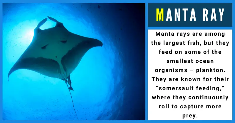 Manta Ray - Animals That Start With M