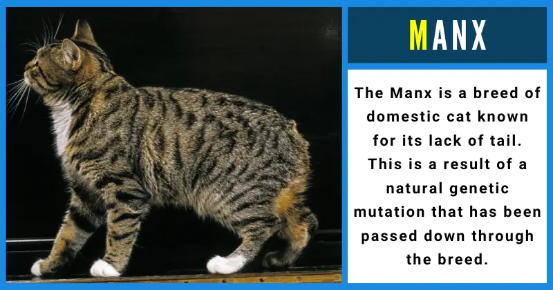 Manx - Animals That Start With M