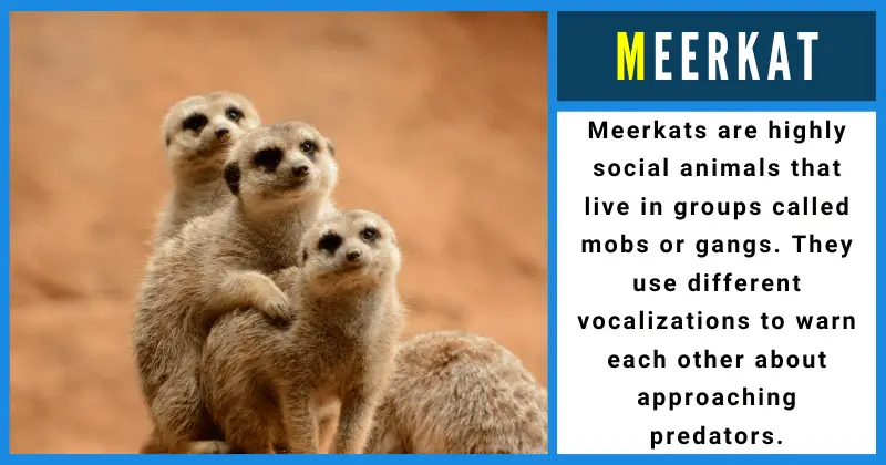 Meerkat - Animals That Start With M