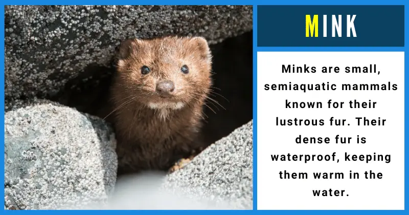 Mink - Animals That Start With M