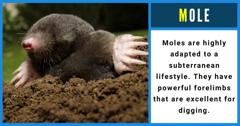 Mole - Animals That Start With M