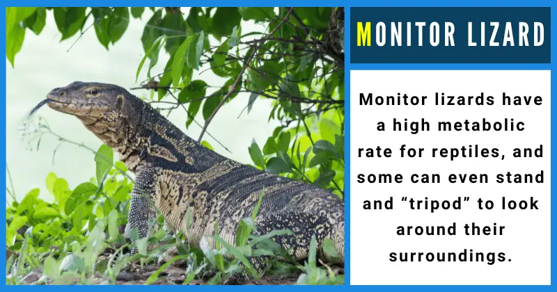 Monitor Lizard - Animals That Start With M