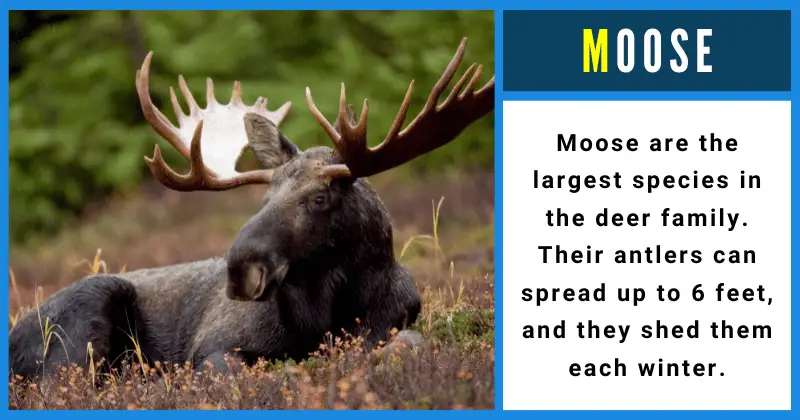 Moose - Animals That Start With M