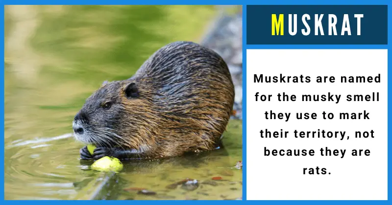 Muskrat - Animals That Start With M
