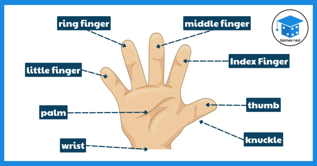 Parts Of The Hand And Finger Names