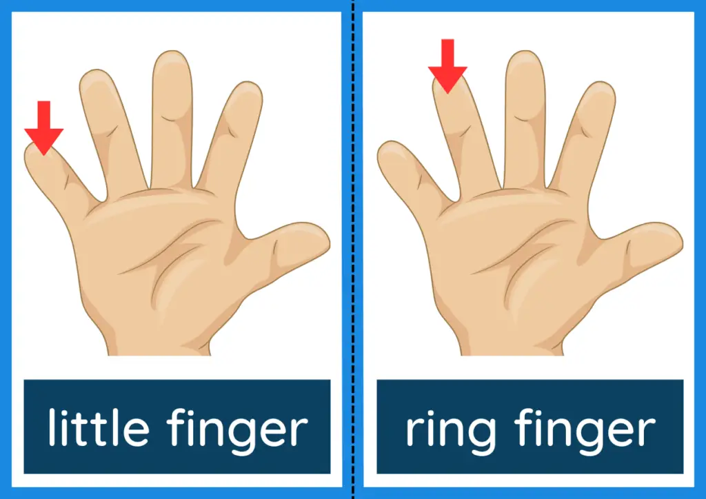 Parts Of The Hand - Flashcards