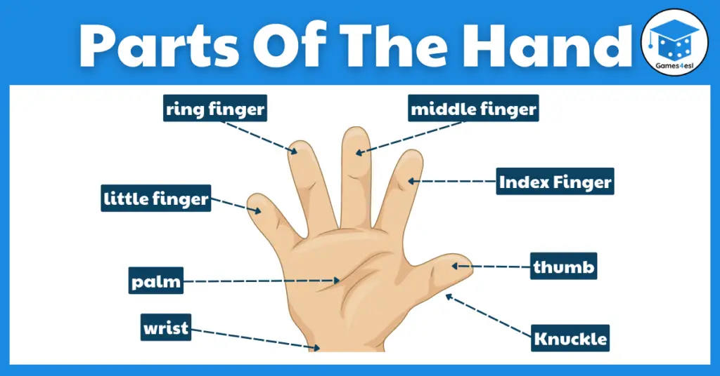 Parts Of The Hand And Finger Names In English