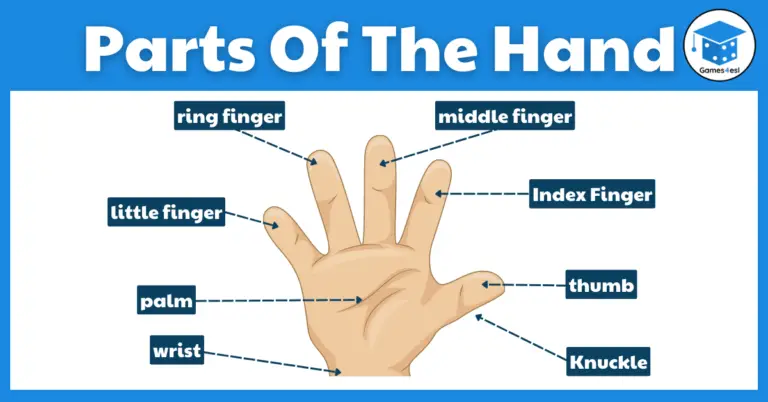 Parts Of The Hand In English