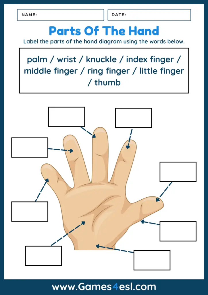 Parts Of The Hand In English - Worksheet